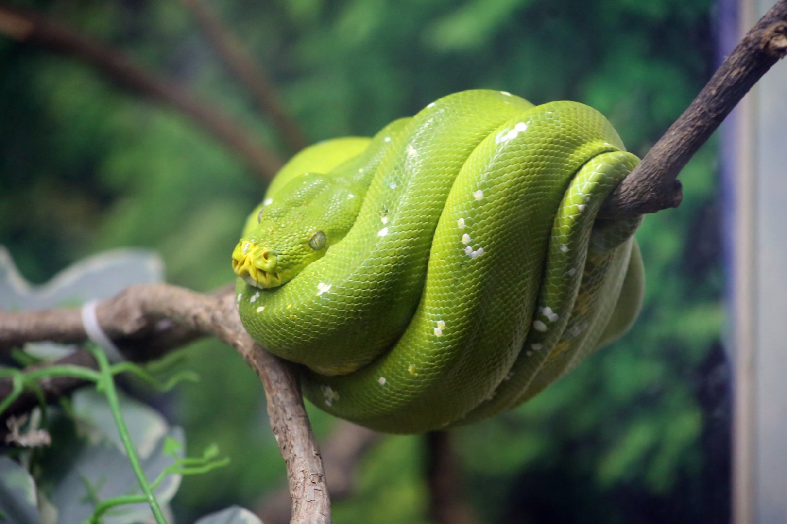Green Tree Python