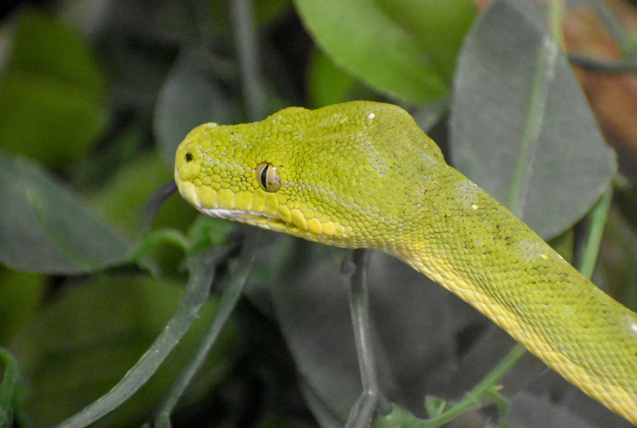 Green Tree Python