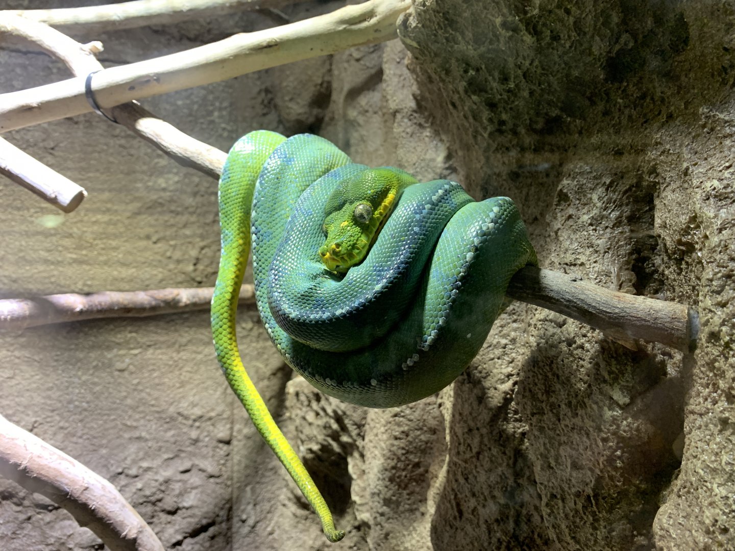 Green Tree Python