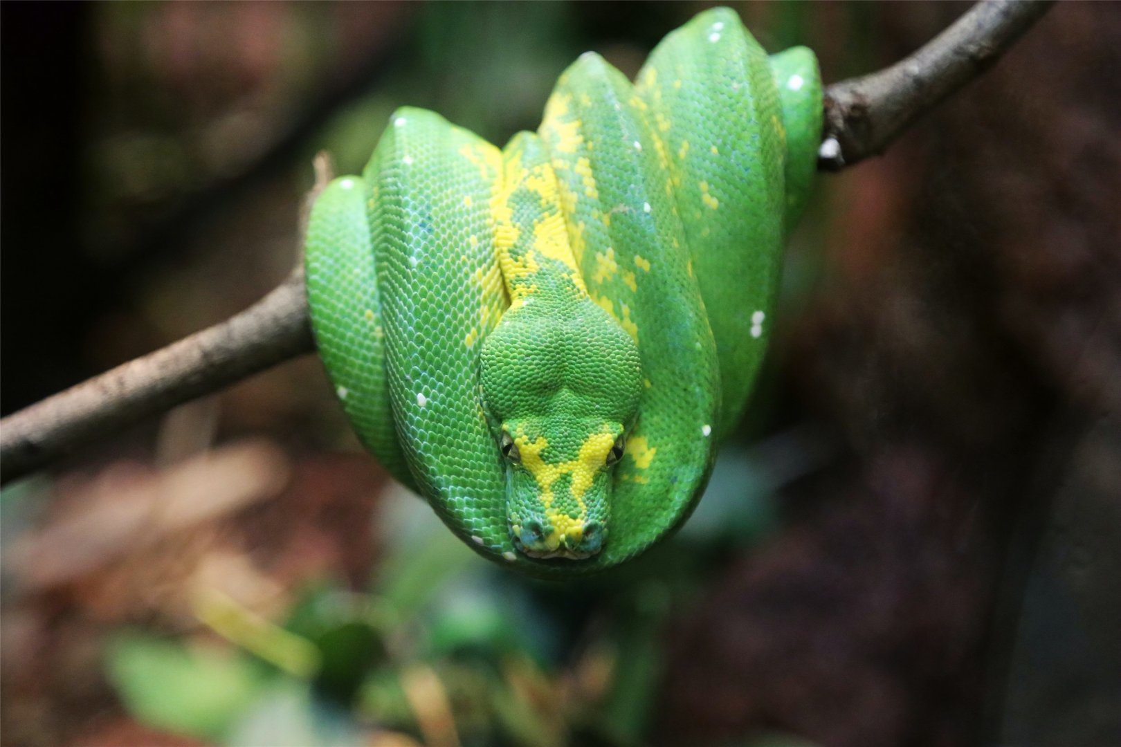 Green Tree Python