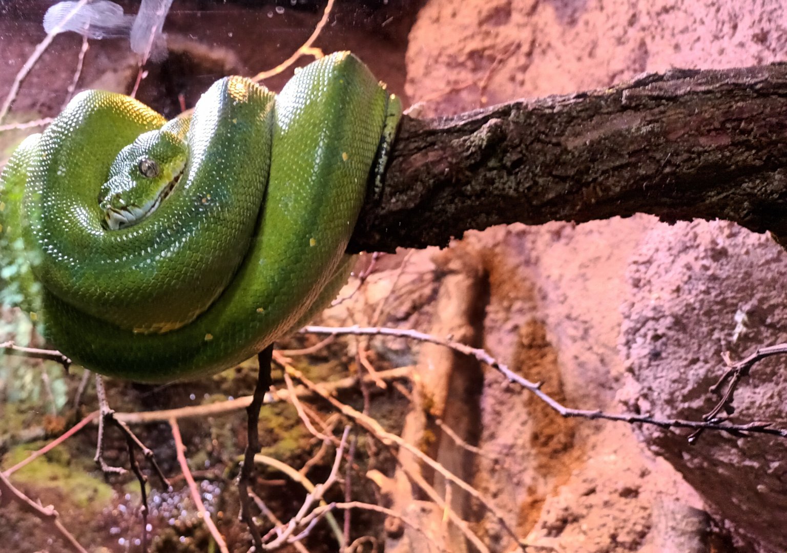 Green tree Python