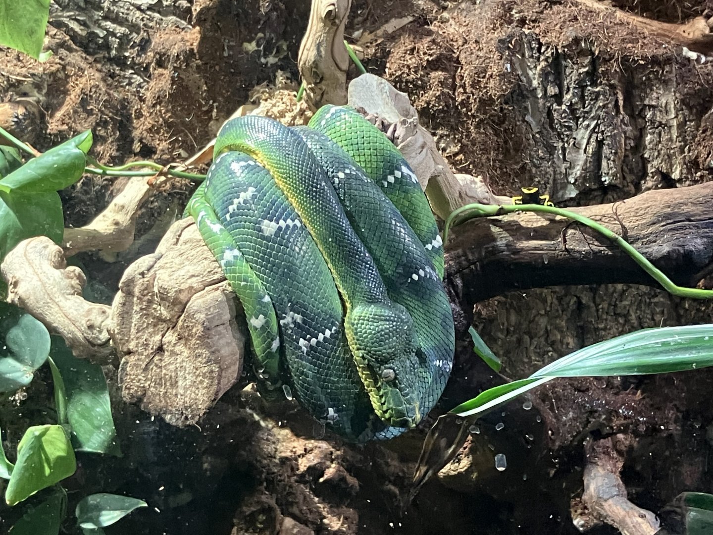Green Tree Python