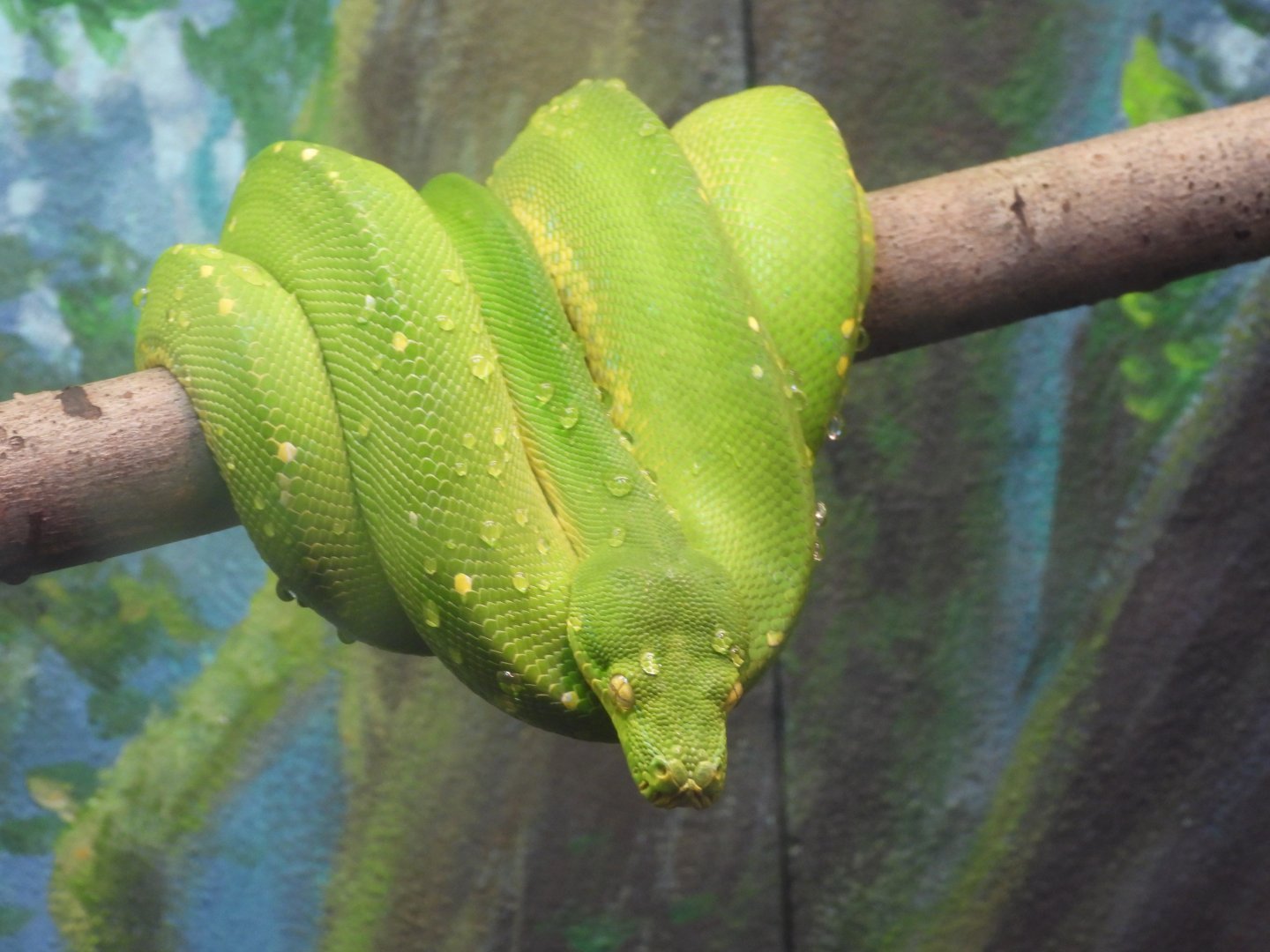 Green tree python