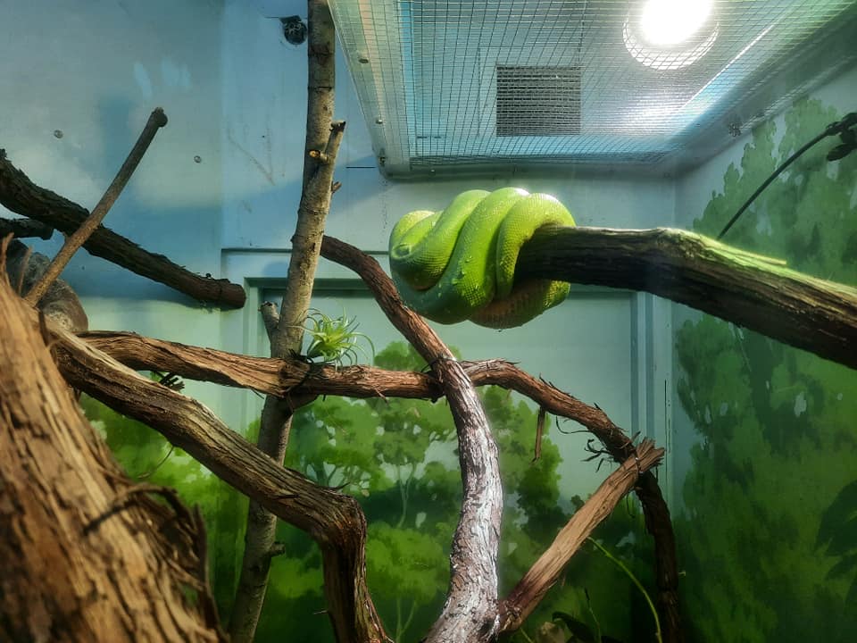 Green Tree Python