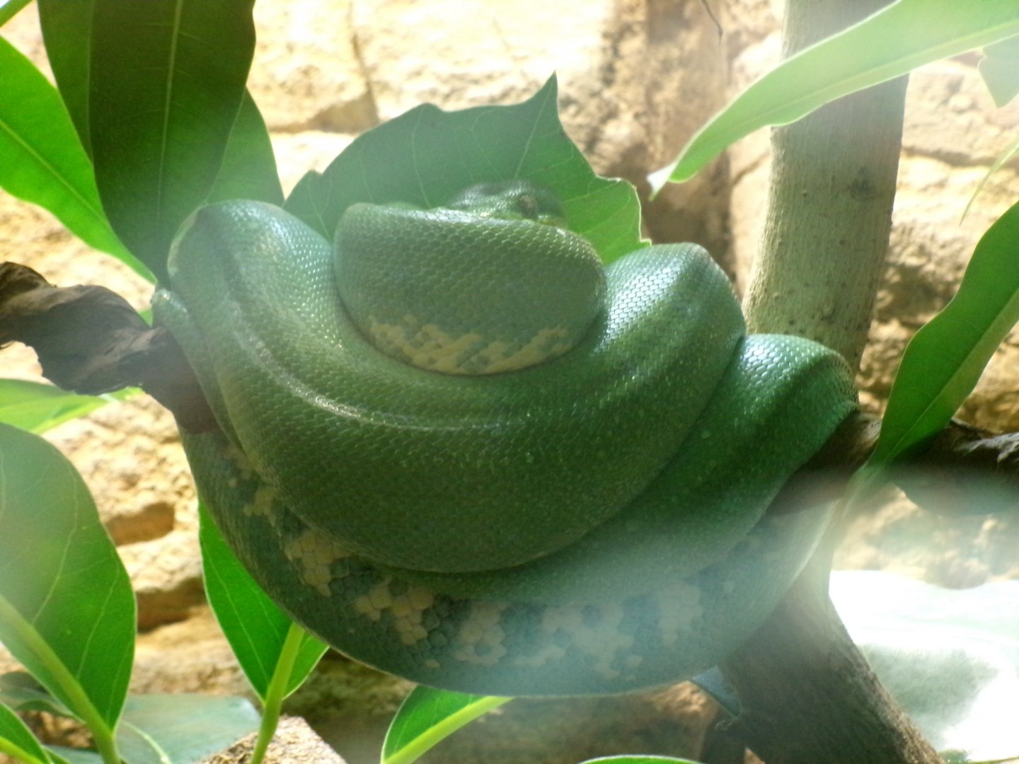 Green tree python