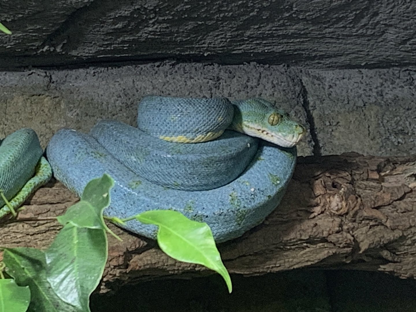 Green tree python