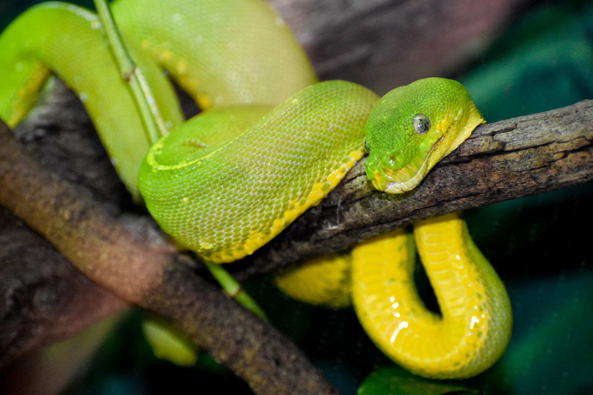 Green Tree Python