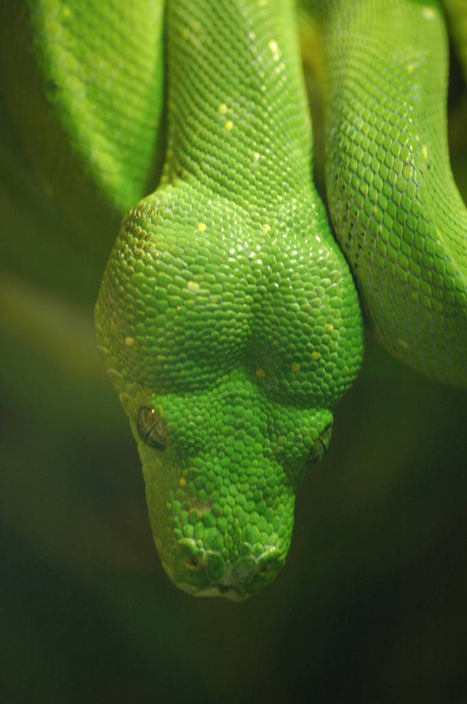 Green Tree Python