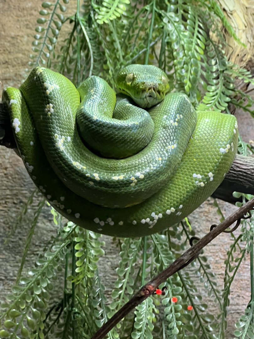 Green Tree Python