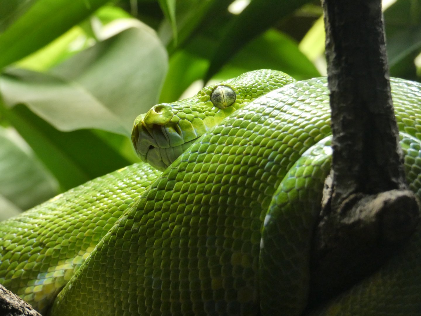 Green tree python
