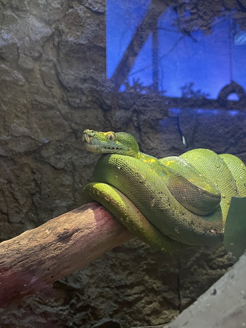 Green Tree Python