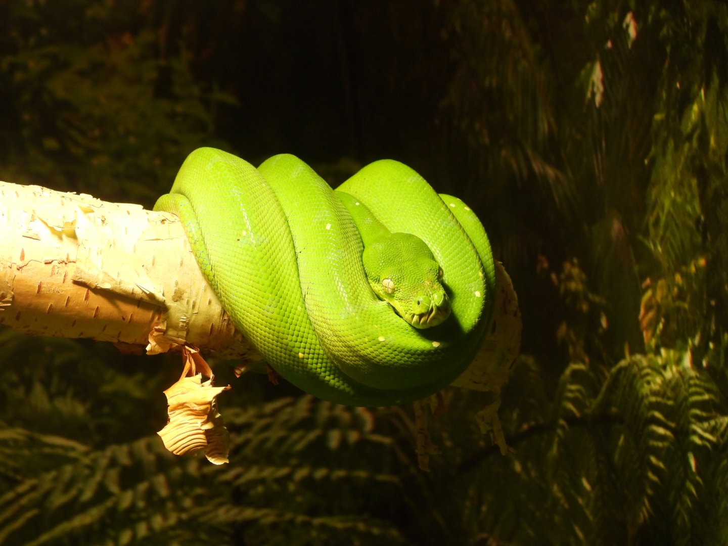 Green tree python