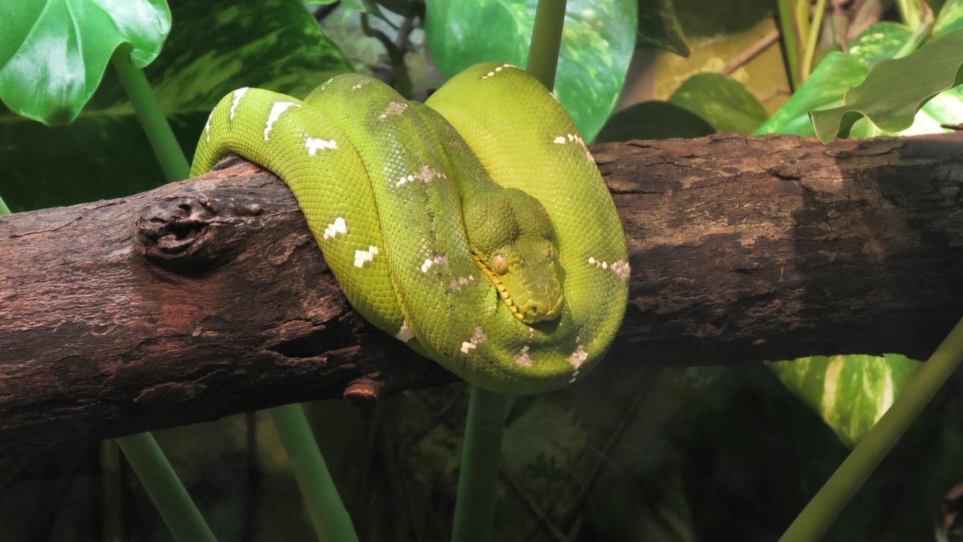 Green tree python