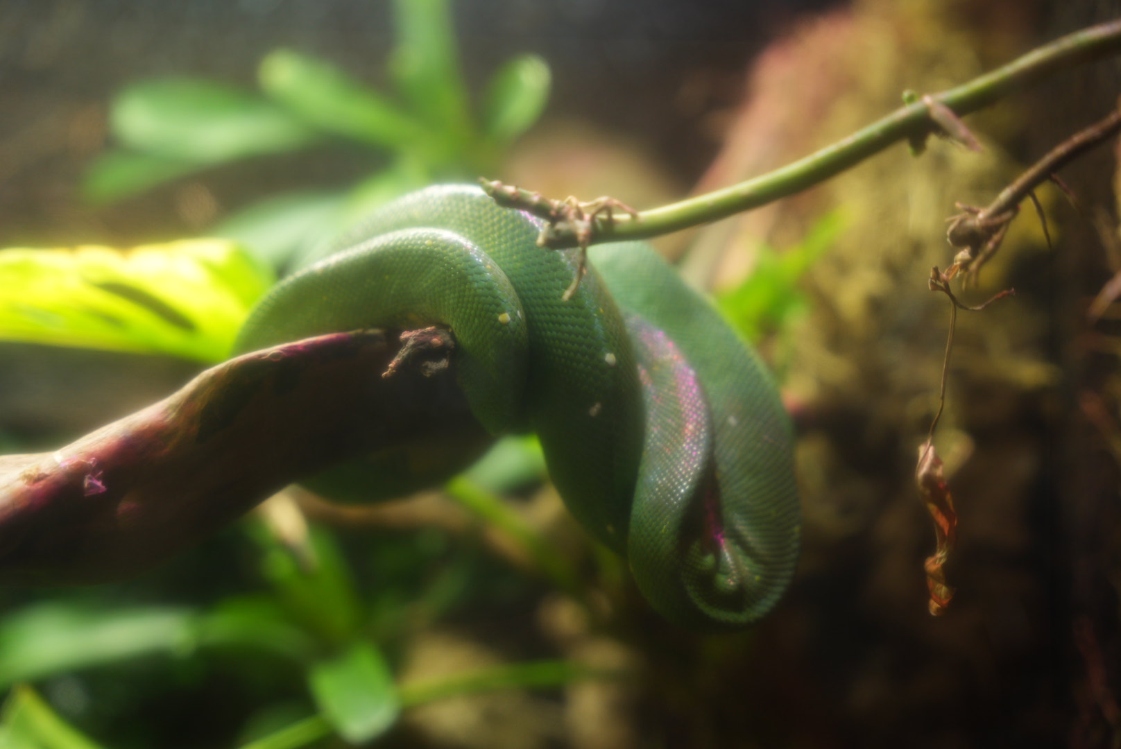 Green Tree Python