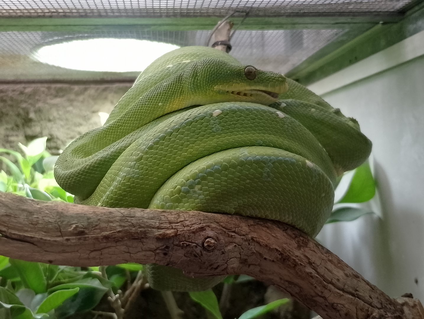 Green tree python