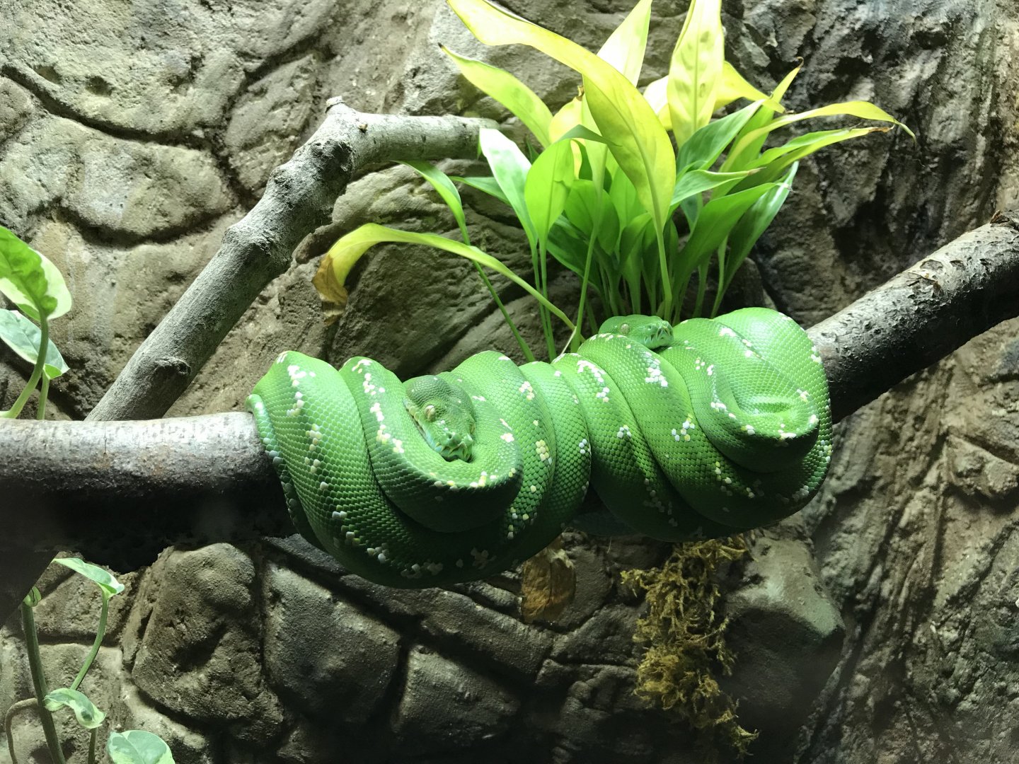 Green tree pythons 071019