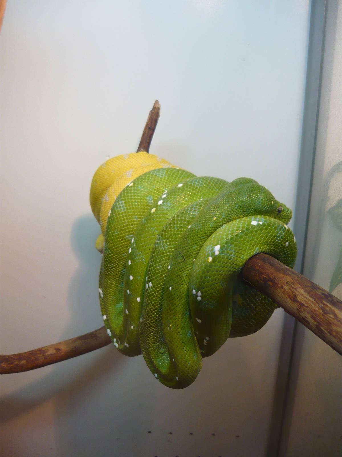 Green tree pythons (Morelia viridis)