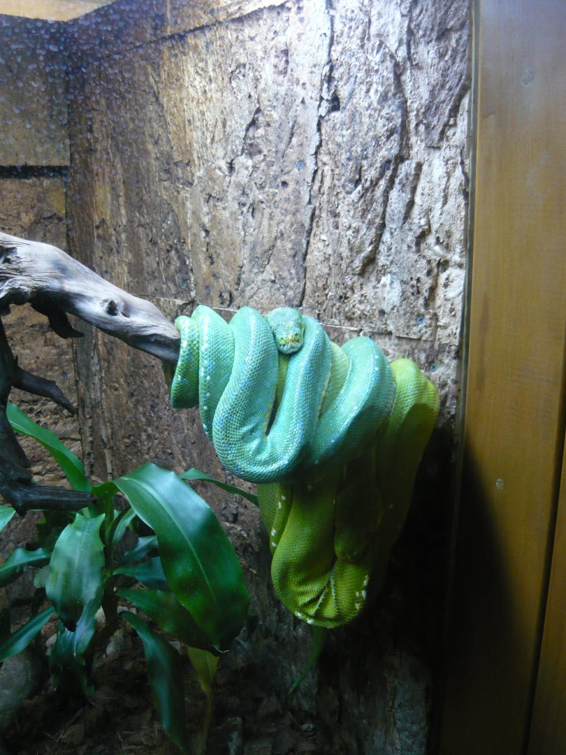 Green tree pythons (Morelia viridis)