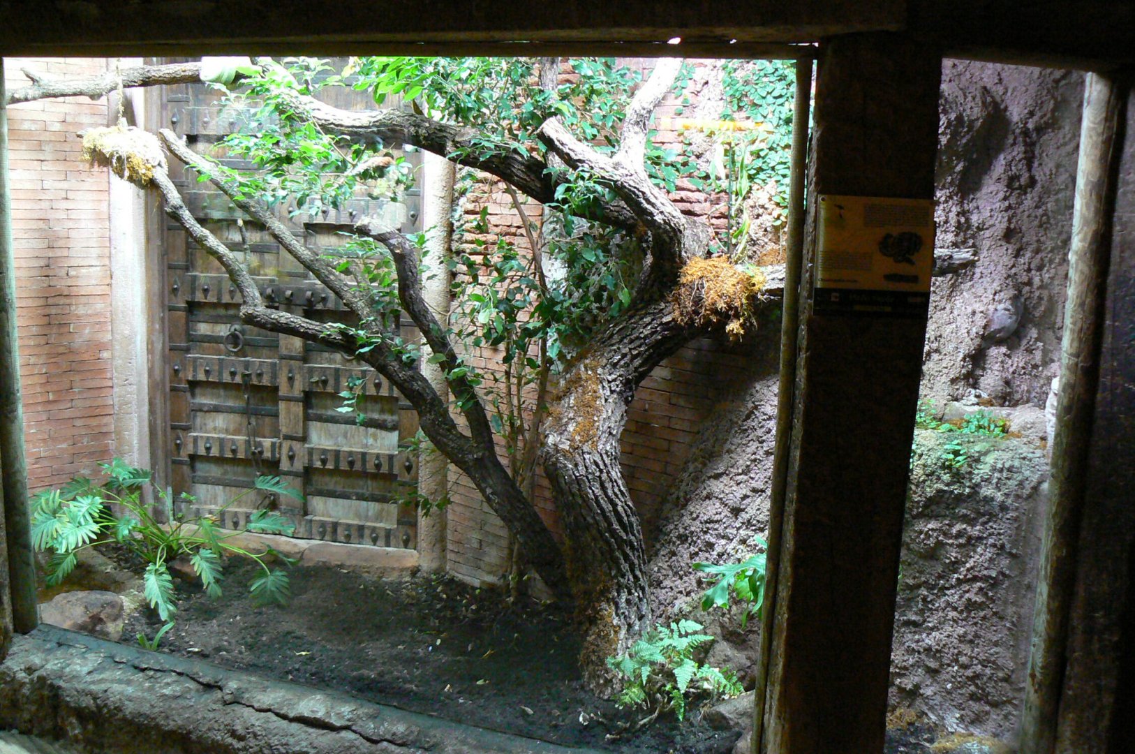 Green tree pythons terrarium