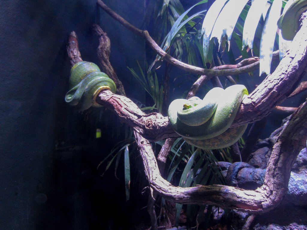 Green Tree Pythons