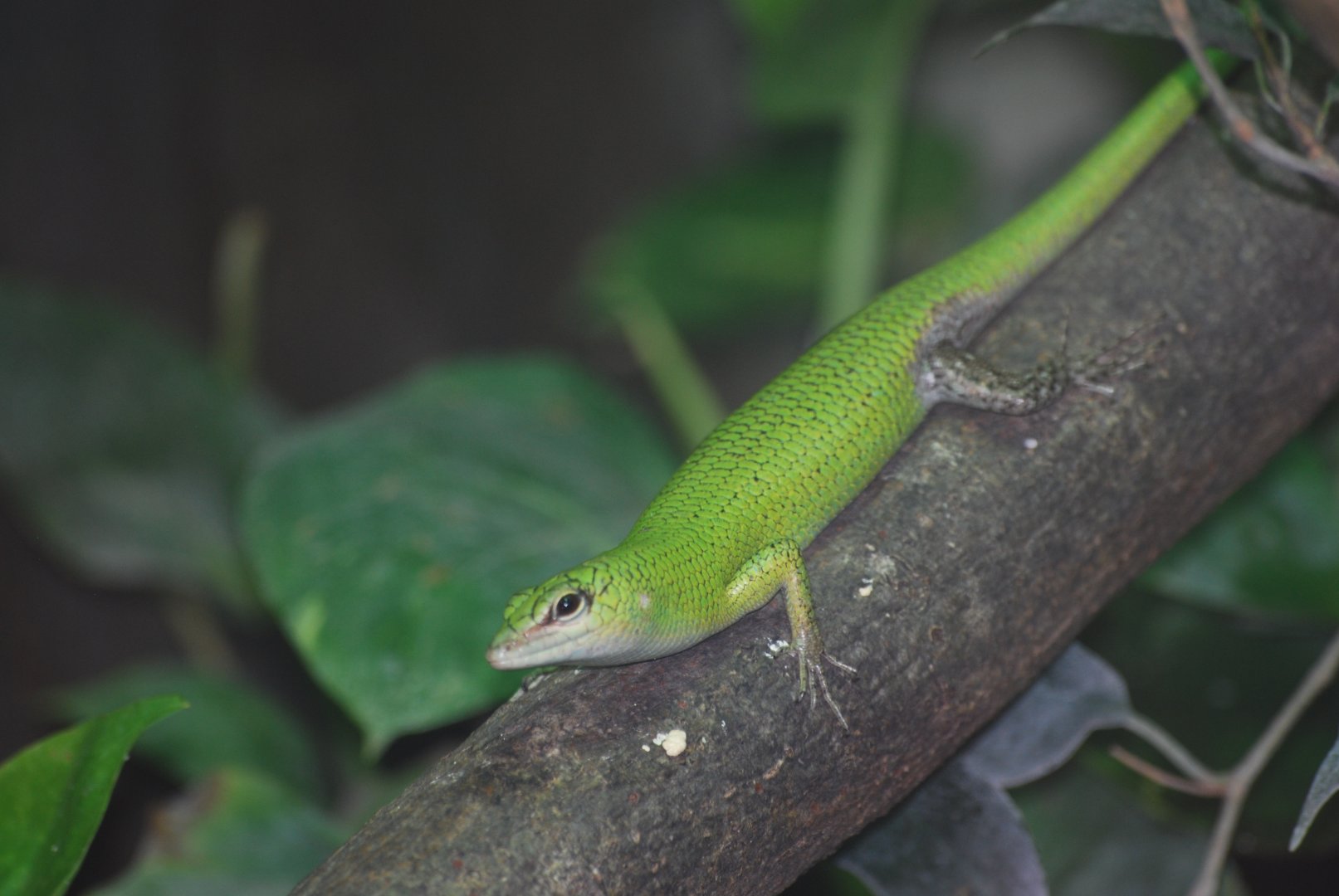 Green tree skink - 11/8/2024