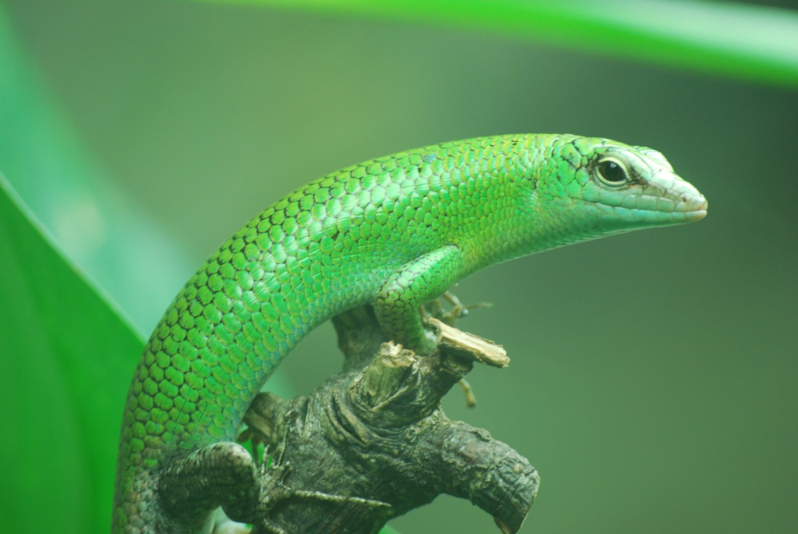 Green tree skink - 19/8/2024