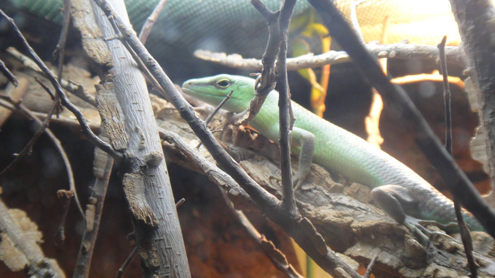 Green Tree Skink at Dallas zoo 2015-03-12
