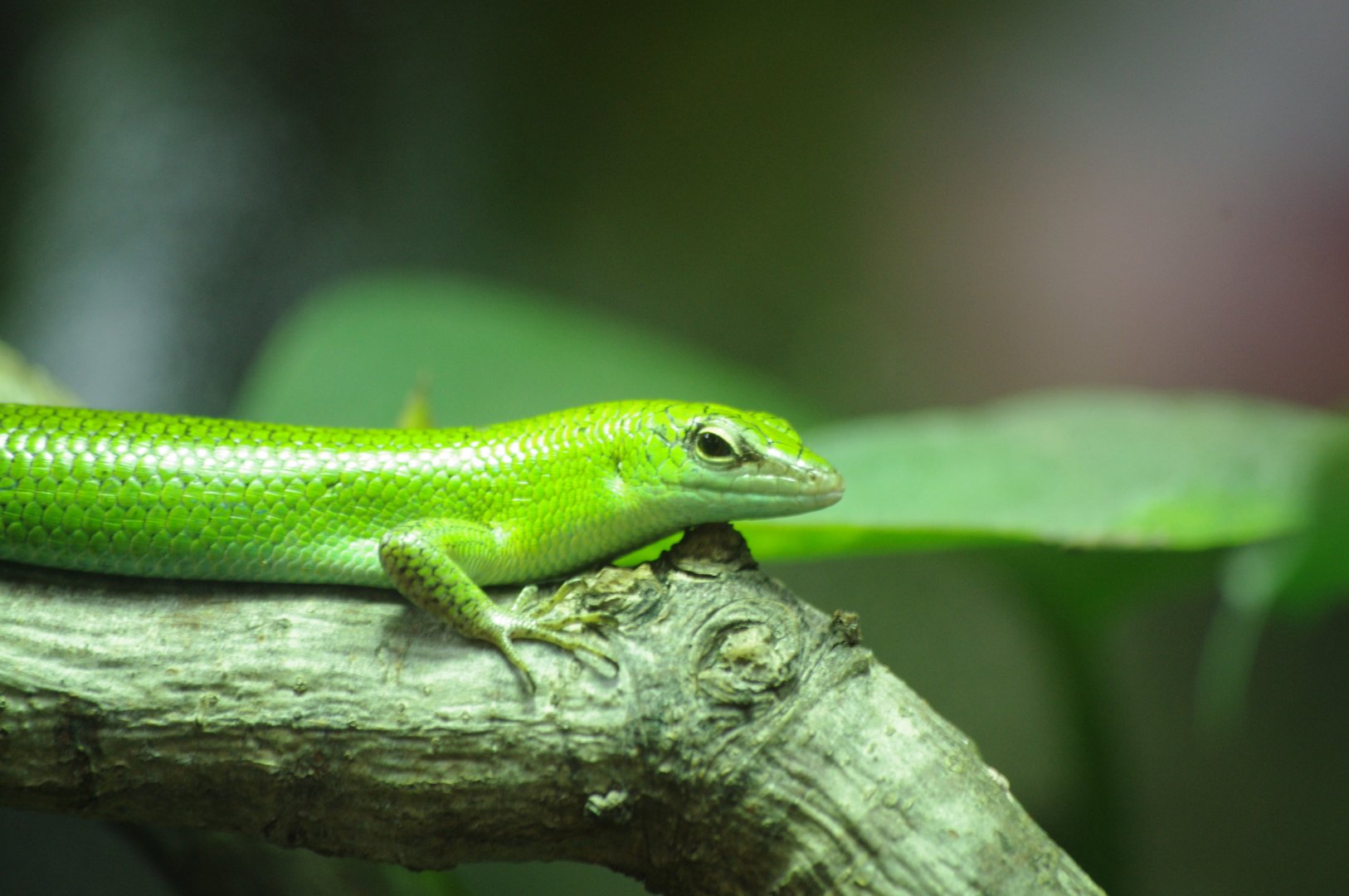 Green tree skink