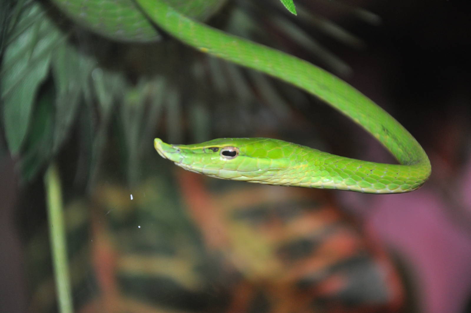 Green tree snake/ Ahaetulla nasuta