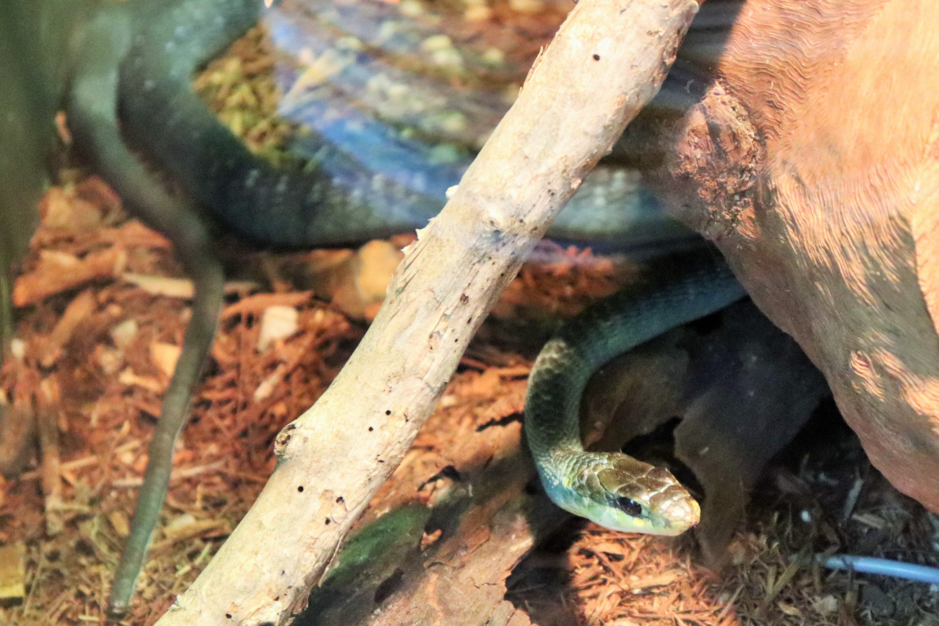 Green Tree Snake (Dendrelaphis punctulata)