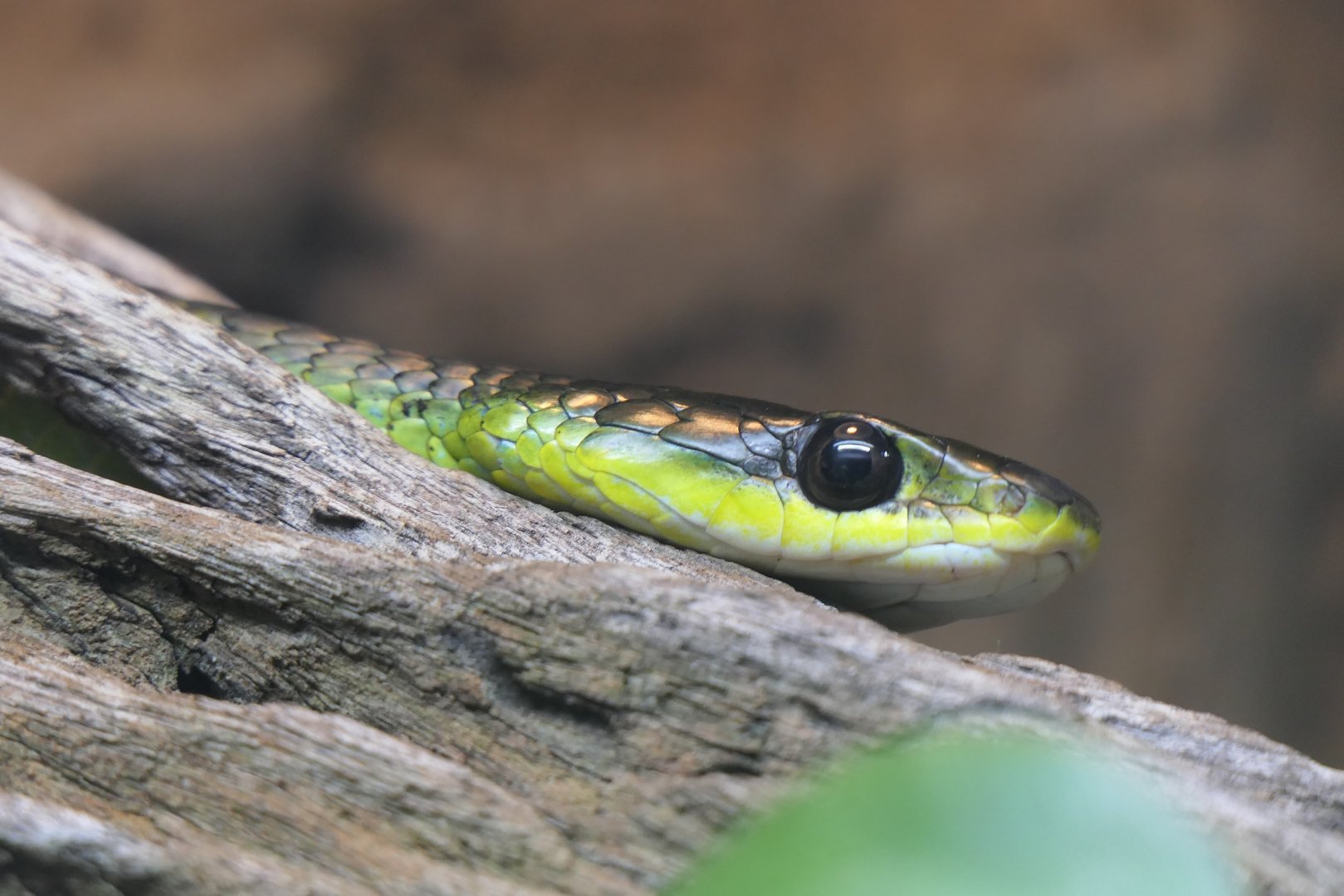Green Tree Snake (Dendrelaphis punctulatus)