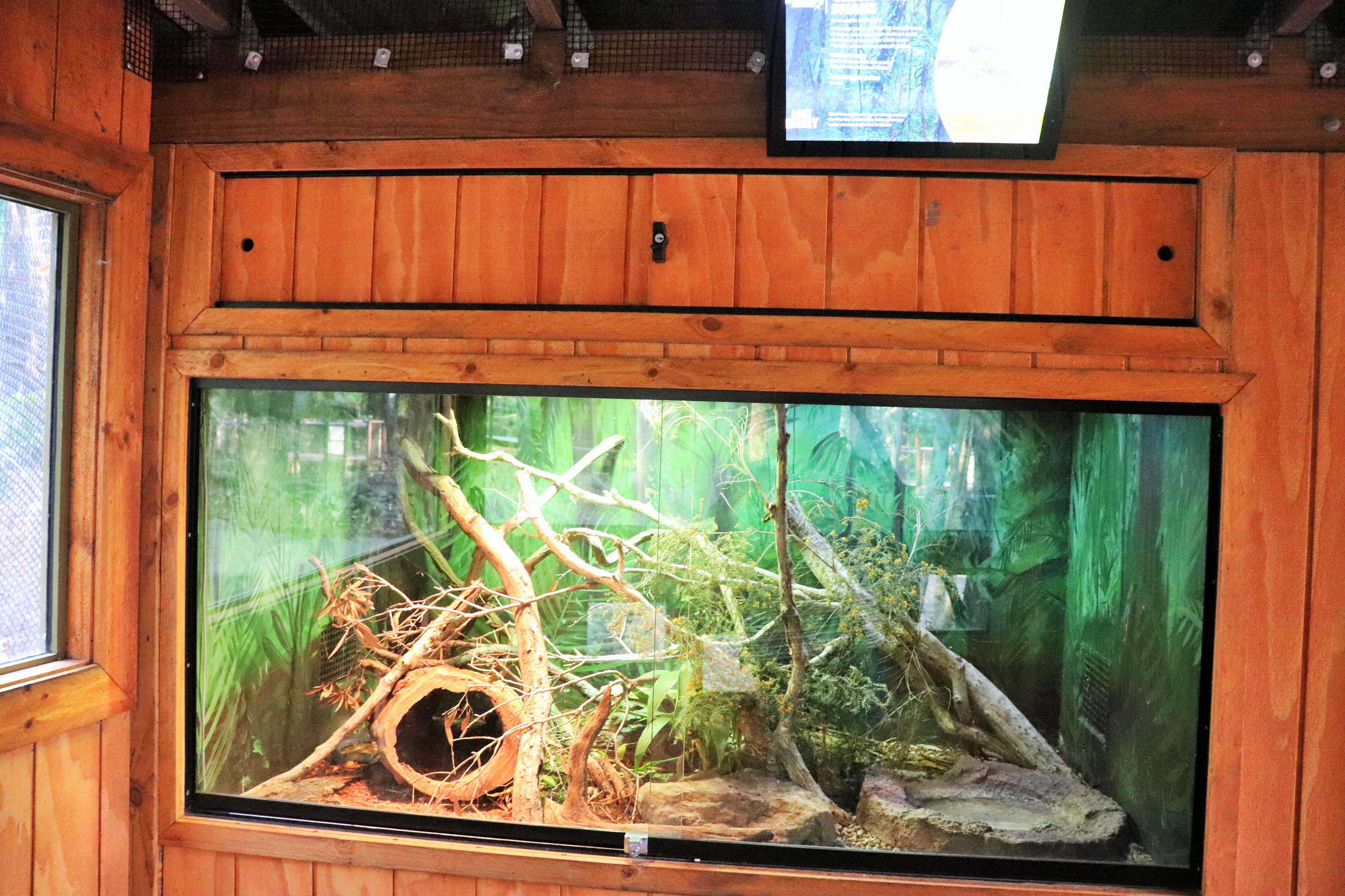 Green Tree Snake Enclosure