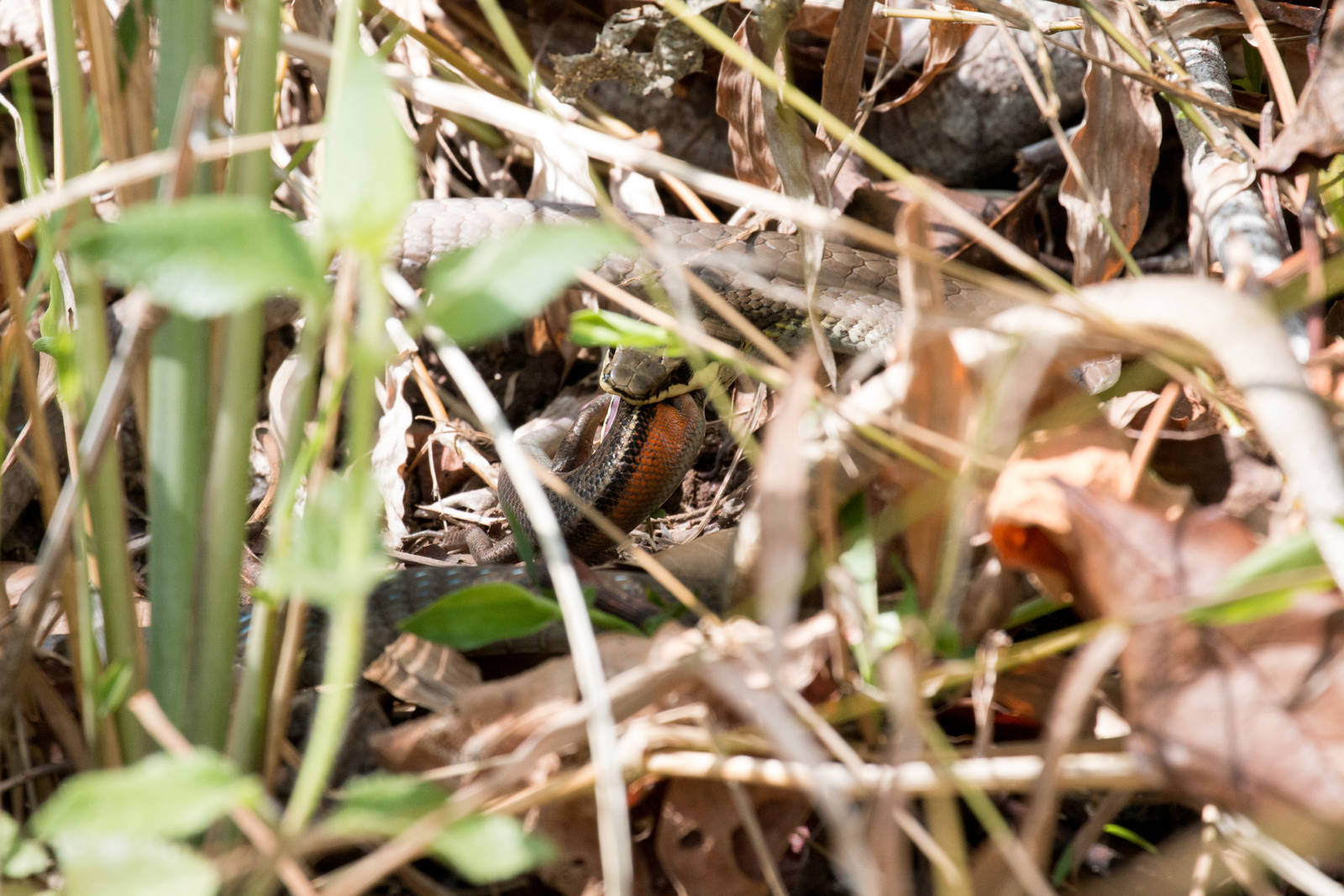 Green Tree Snake feeding on skink