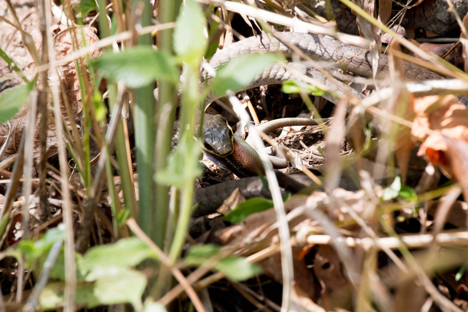 Green Tree Snake feeding on skink