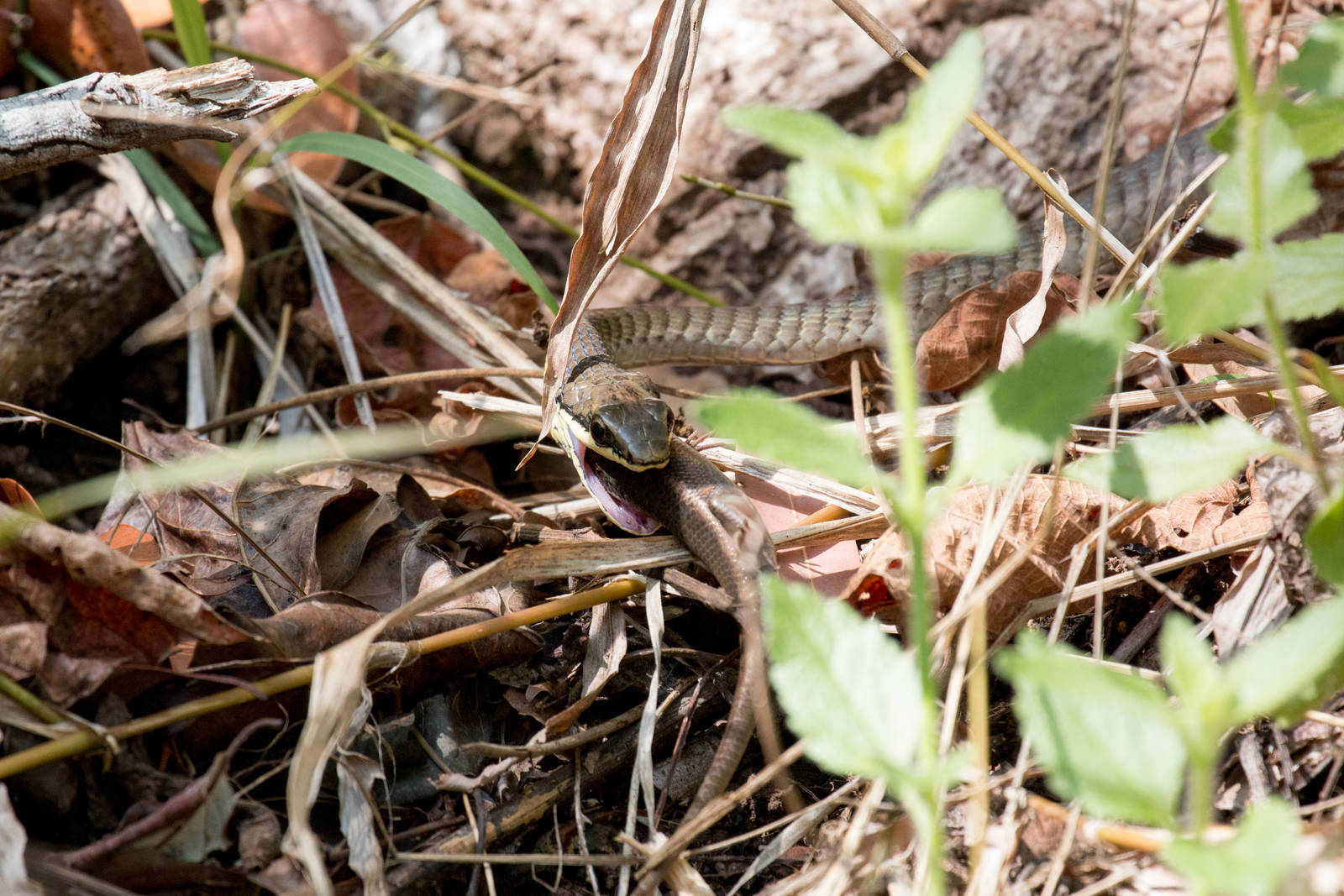 Green Tree Snake feeding on skink