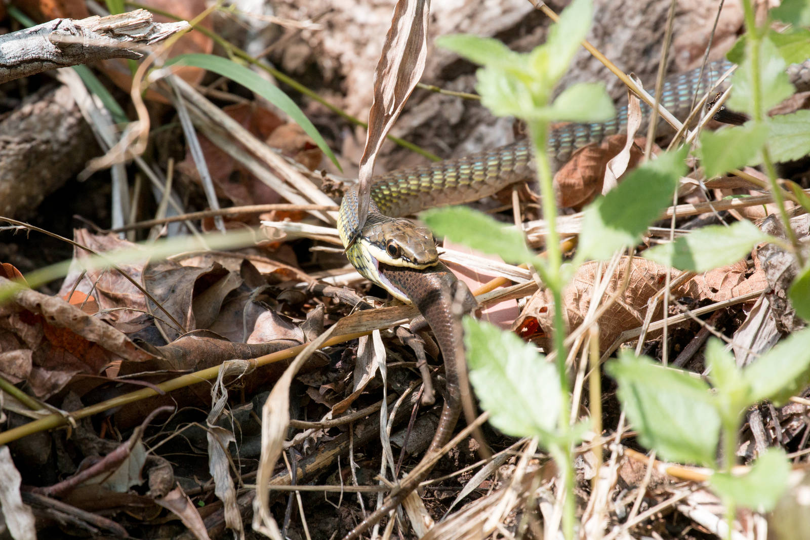 Green Tree Snake feeding on skink