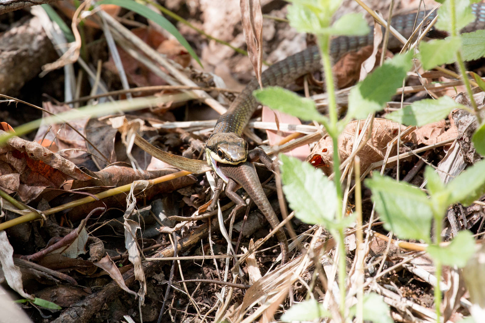 Green Tree Snake feeding on skink