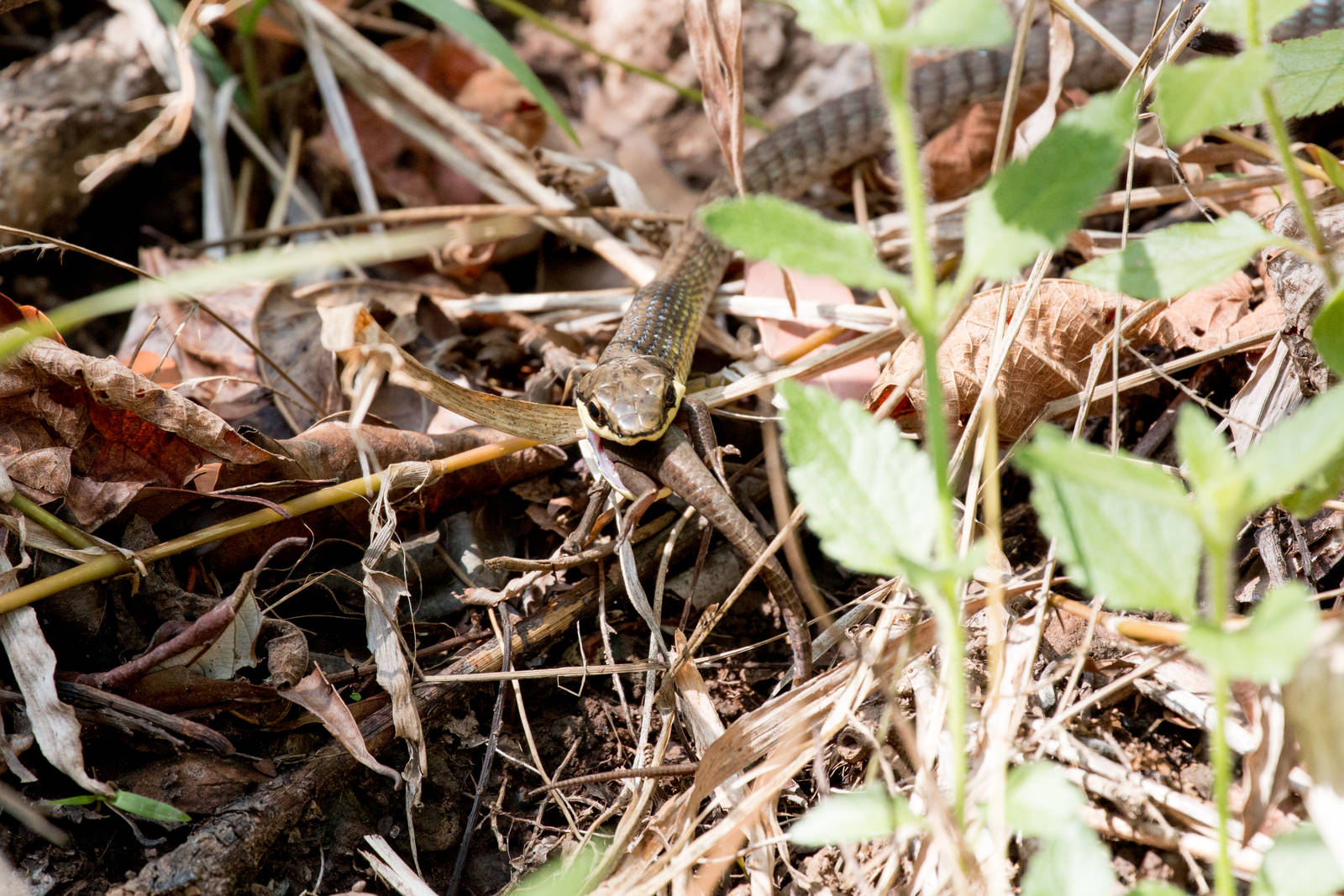 Green Tree Snake feeding on skink