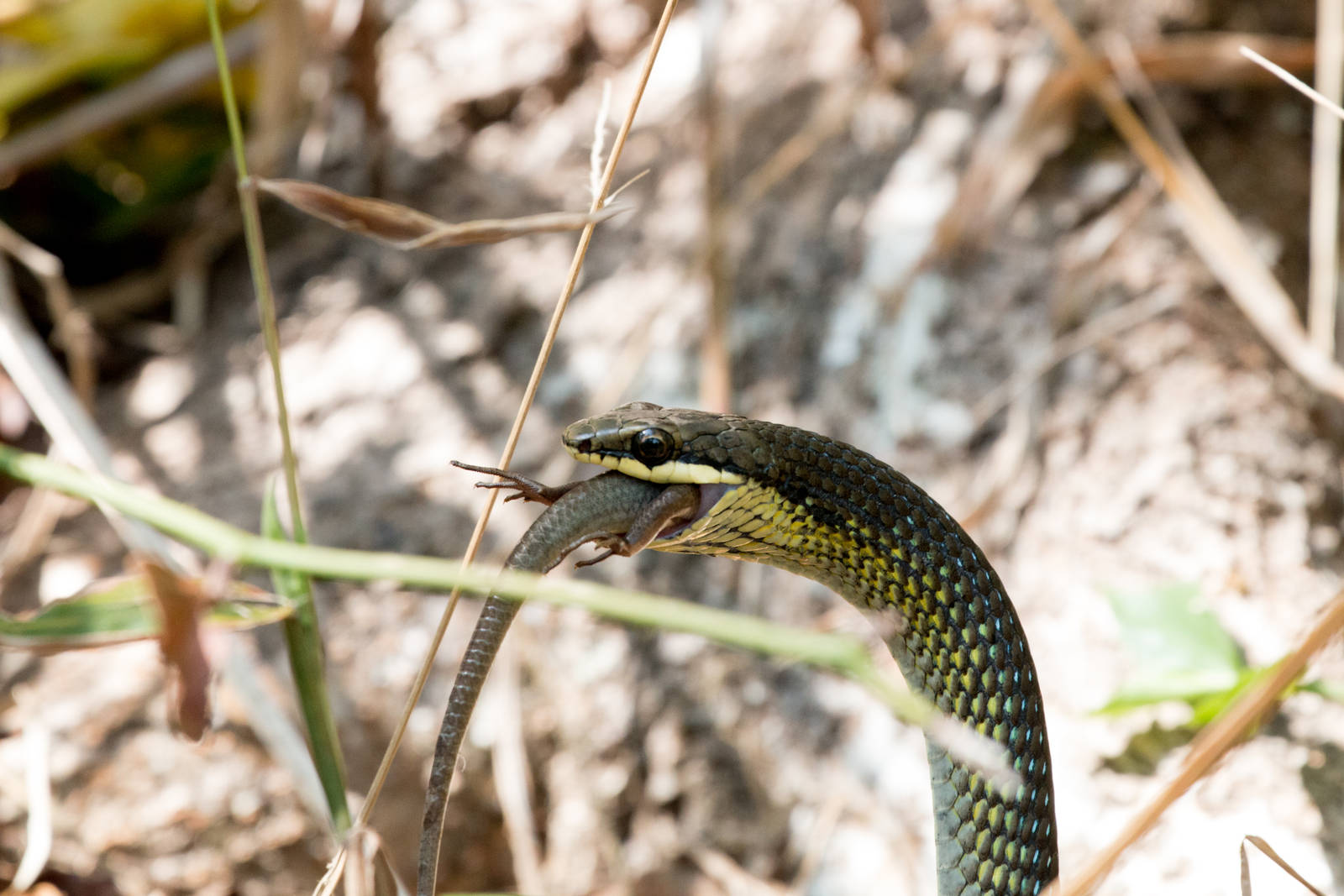 Green Tree Snake feeding on skink