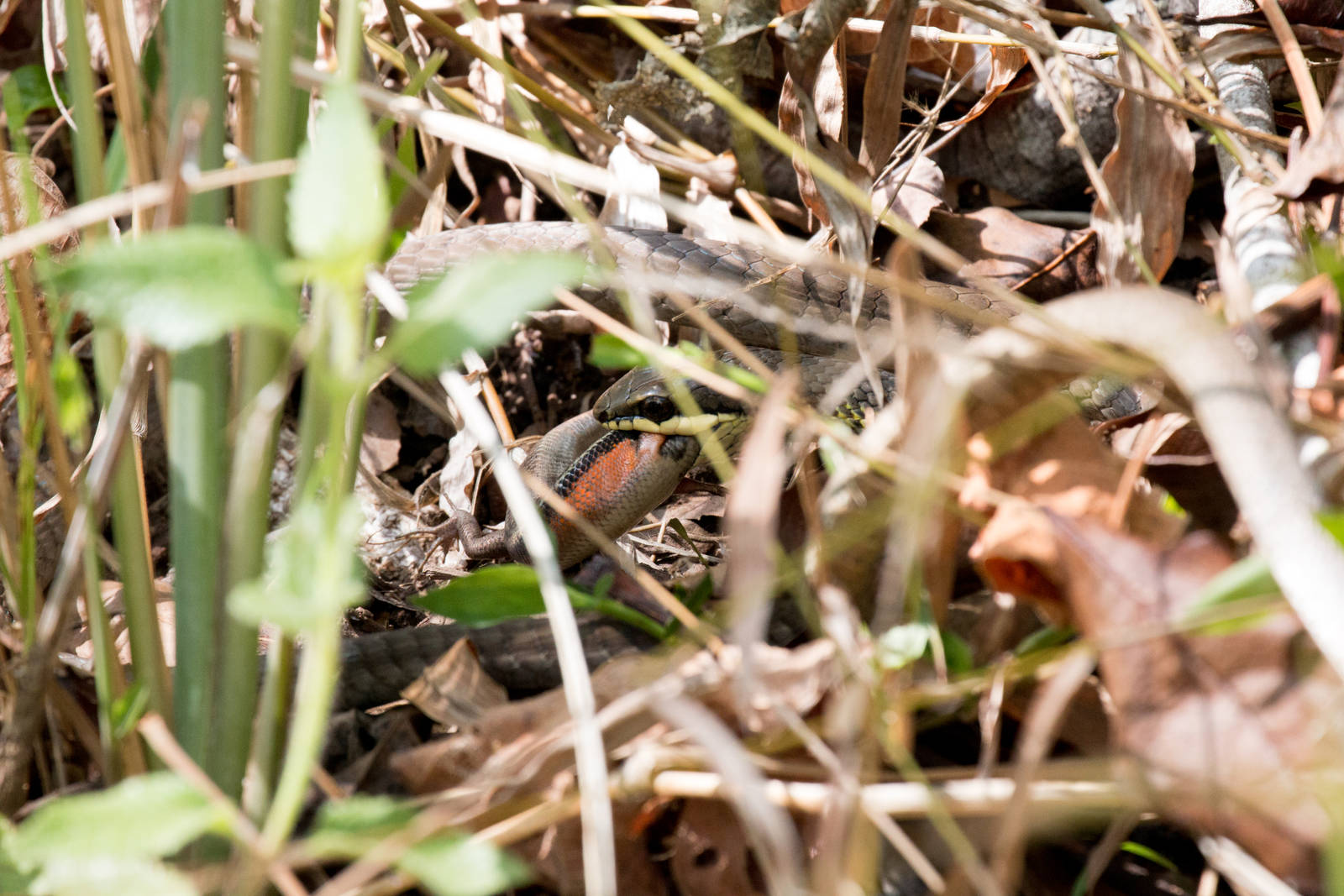Green Tree Snake feeding on skink