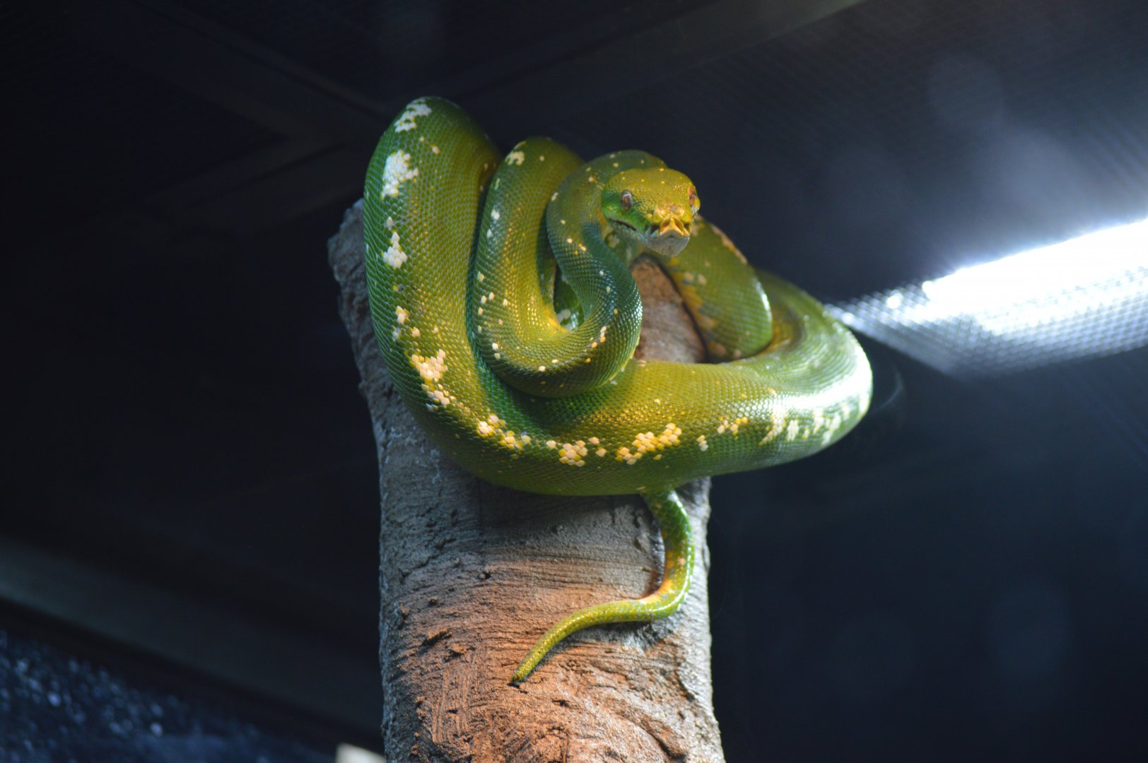 Green Tree Snake, October 2024