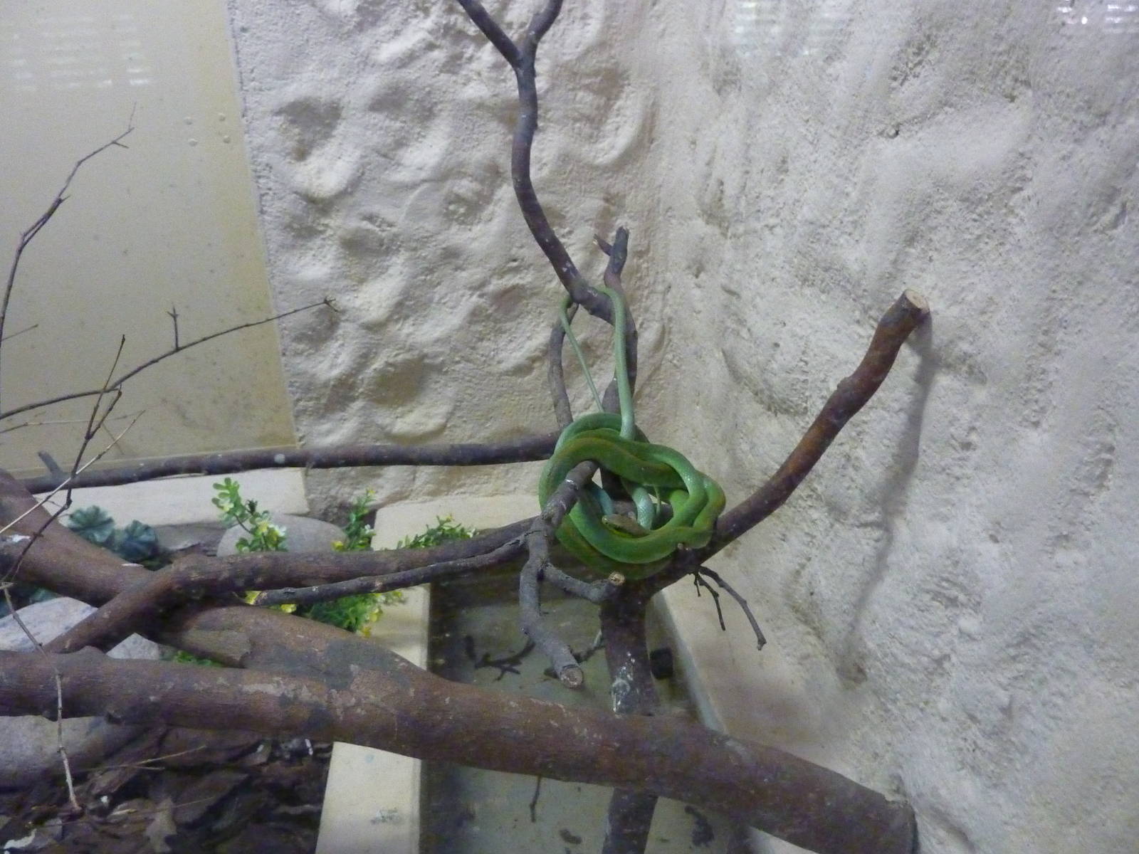 Green tree snake