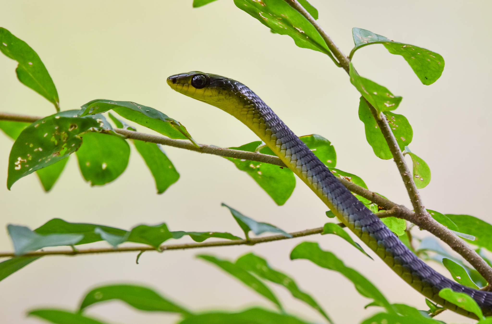 Green Tree Snake