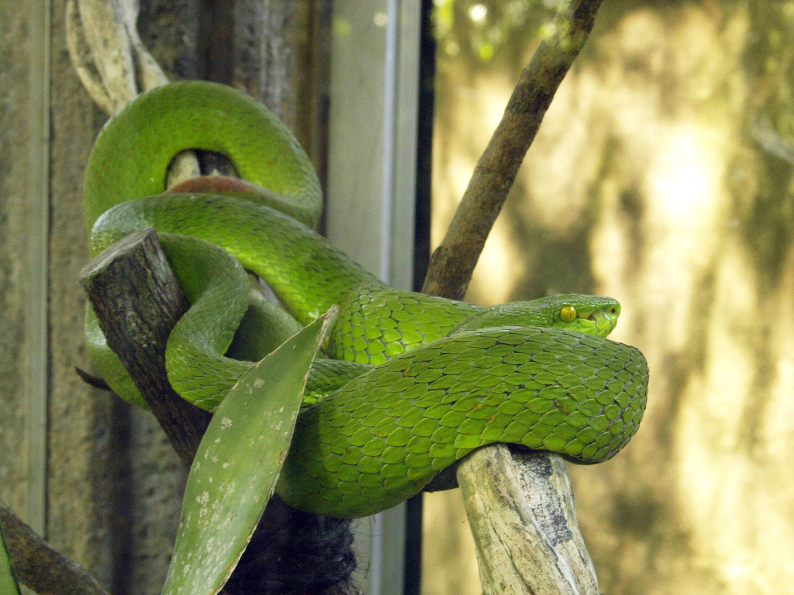 Green Tree viper