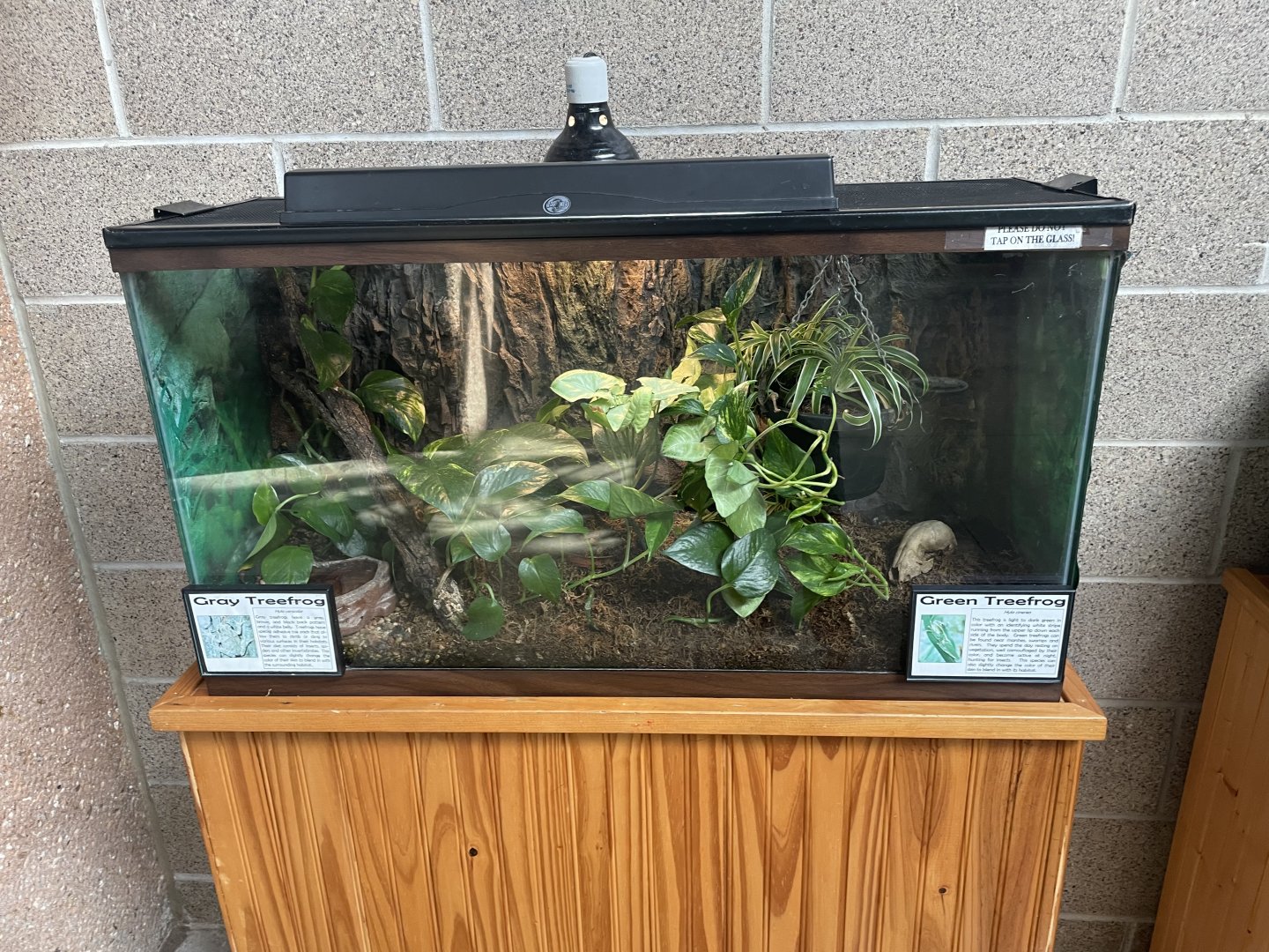 Green Treefrog and Gray Treefrog Terrarium