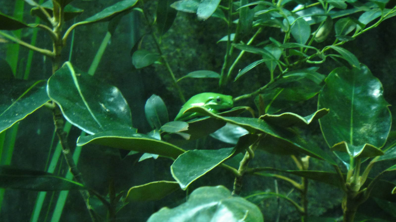 Green treefrog at North Carolina zoo 2015-1-19