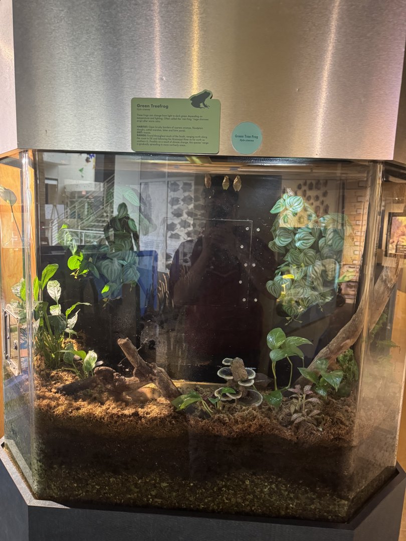 Green Treefrog Exhibit- December 2024