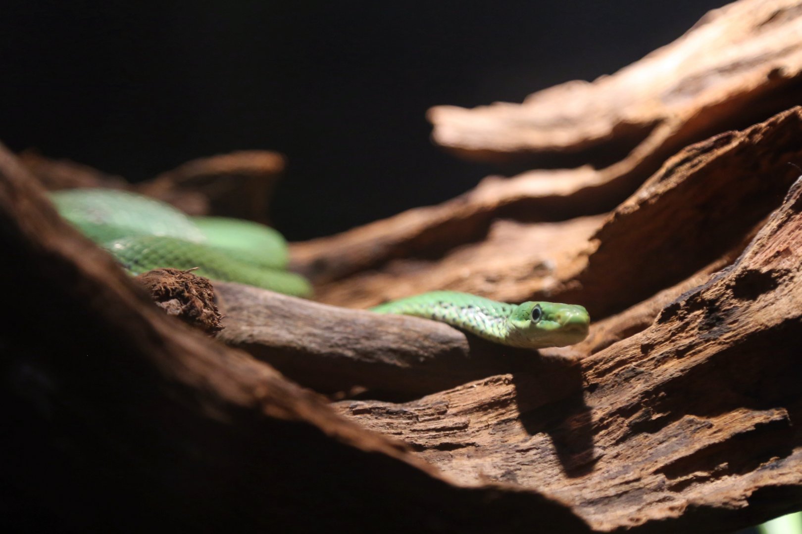 Green Trinket Snake (Gonyosoma prasinum)