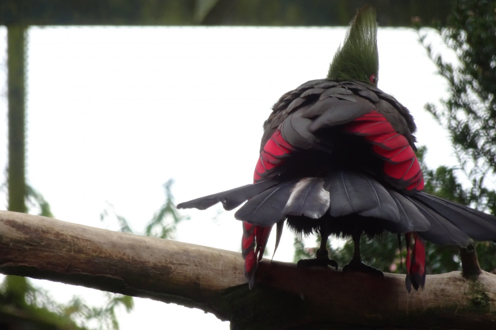 Green turaco, November 2017