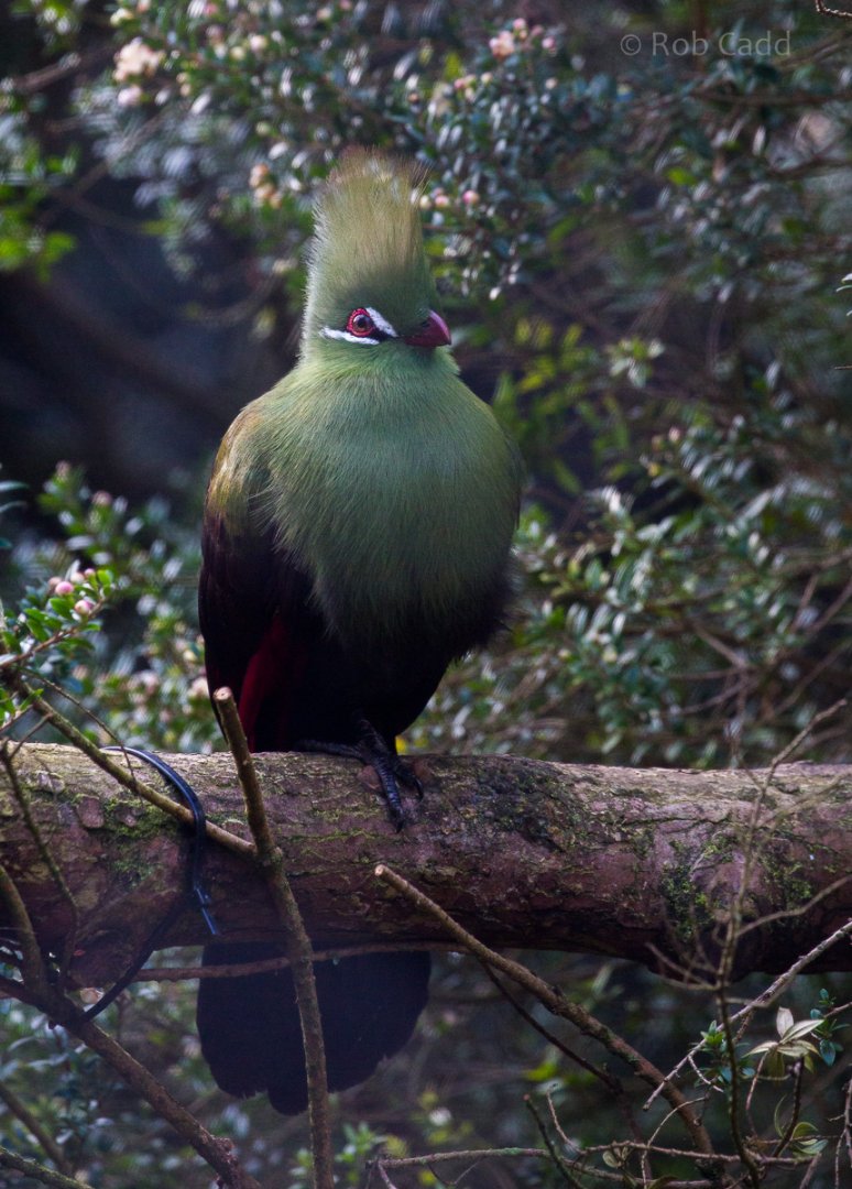 Green turaco : Paignton : 17 Oct 2016